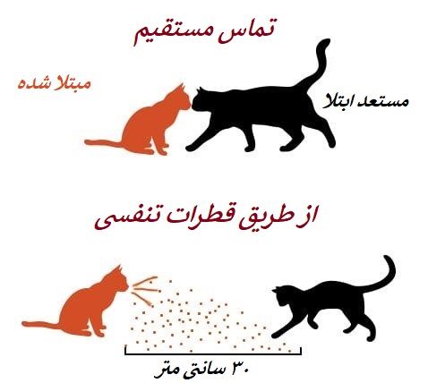 درمان هرپس ویروس گربه (FHV)