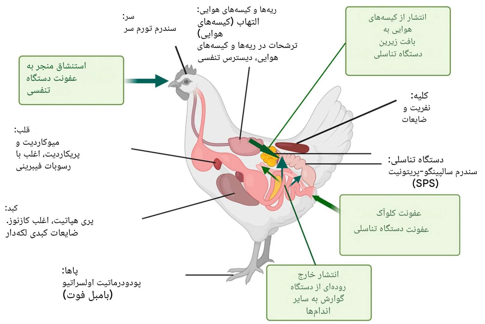 باکتری اشریشیا کلی (E. coli) بیماری‌زای طیور (APEC)