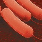 باکتری اشریشیا کلی (E. coli) بیماری‌زای طیور (APEC)