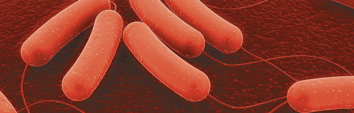 باکتری اشریشیا کلی (E. coli) بیماریزای طیور (APEC)