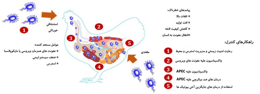 باکتری اشریشیا کلی (E. coli) بیماری‌زای طیور (APEC)