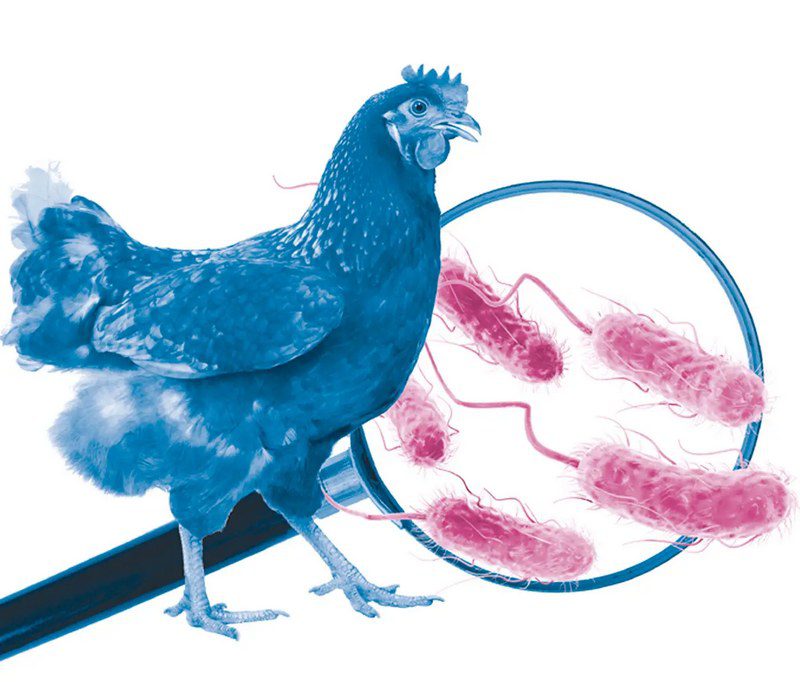باکتری اشریشیا کلی (E. coli) بیماری‌زای طیور (APEC)