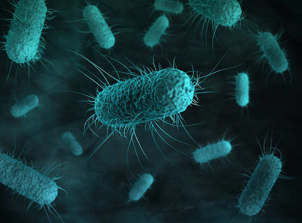 باکتری اشریشیا کلی (E. coli) بیماری‌زای طیور (APEC)