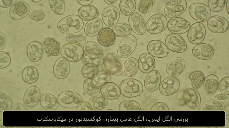 کوکسیدیوز طیور: مراقبت از مرغ های گله در هنگام شیوع بیماری