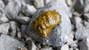 اسهال مرغ؛ بررسی علت و راه درمان