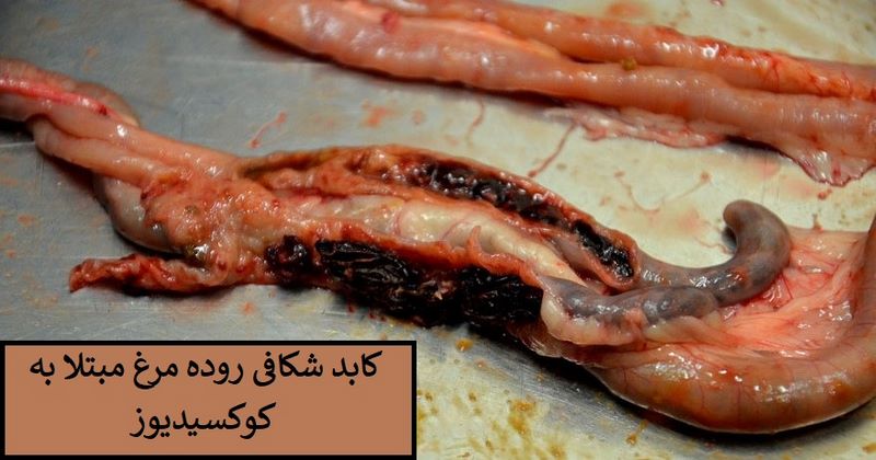 کوکسیدیوز طیور: مراقبت از مرغ های گله در هنگام شیوع بیماری