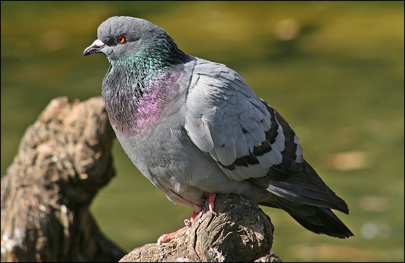 تصویر بیماری کوکسیدیوز کبوتر; علت، علائم و درمان