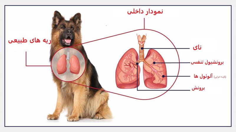 تنگی نفس سگ; علت ها و بررسی روش های درمان