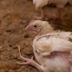 نیوکاسل مرغ چیست؛ چگونگی واکسیناسیون، پیشگیری و علائم