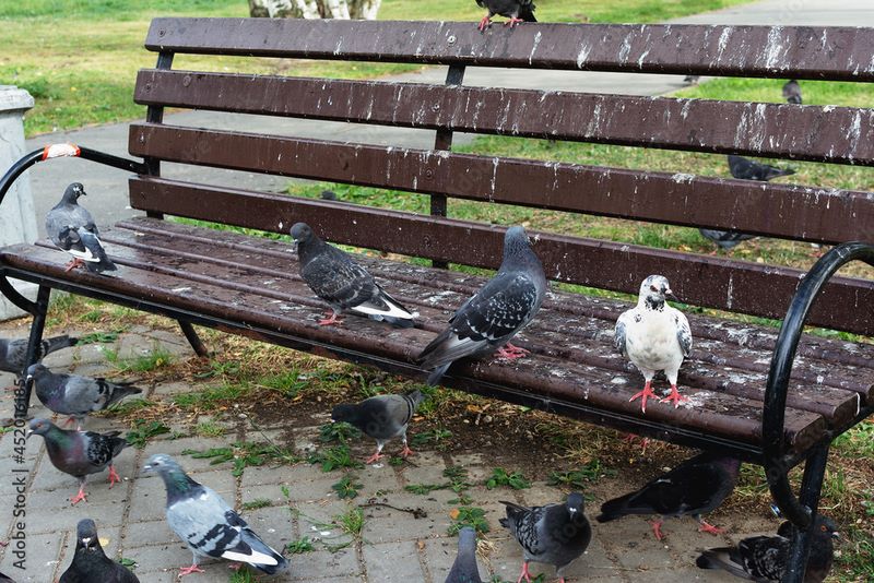 تصویر اسهال کبوتر: علت های اسهال و روش‌های درمان