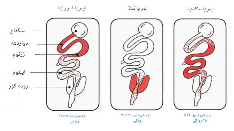 درمان کوکسیدیوز طیور ناشی از انگل آیمریا آسرولینا