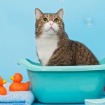 آموزش شستن گربه: راهنمای قدم به قدم نحوه حمام کردن گربه
