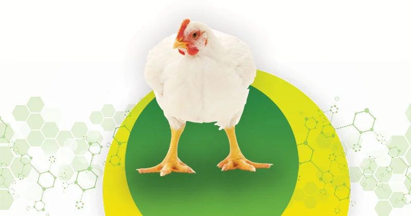 فواید سین بیوتیک ها (پروبیوتیک + پری بیوتیک) در طیور