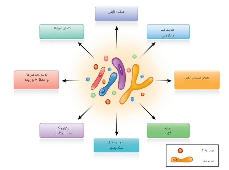 فواید سین بیوتیک ها (پروبیوتیک + پری بیوتیک) در طیور