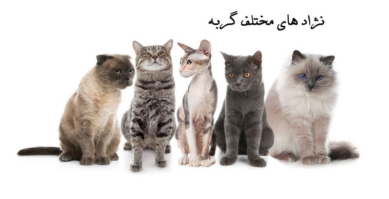 آموزش گربه; راهنمای کامل تربیت گربه ها