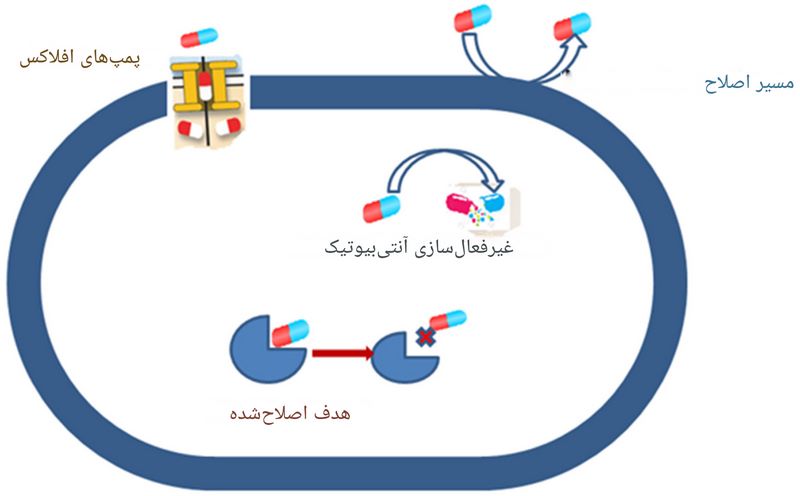 مقاومت ضد میکروبی (AMR)؛ اثر متابولیسم باکتری ها در مقاومت