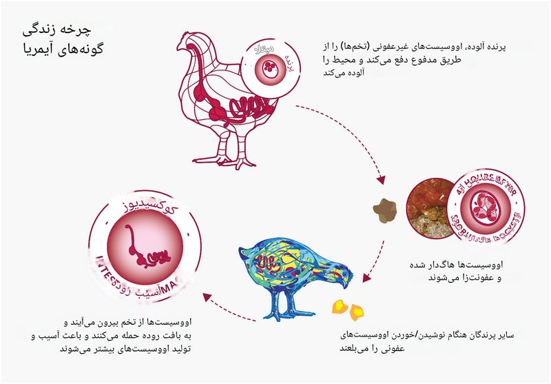 روش های درمان کوکسیدیوز