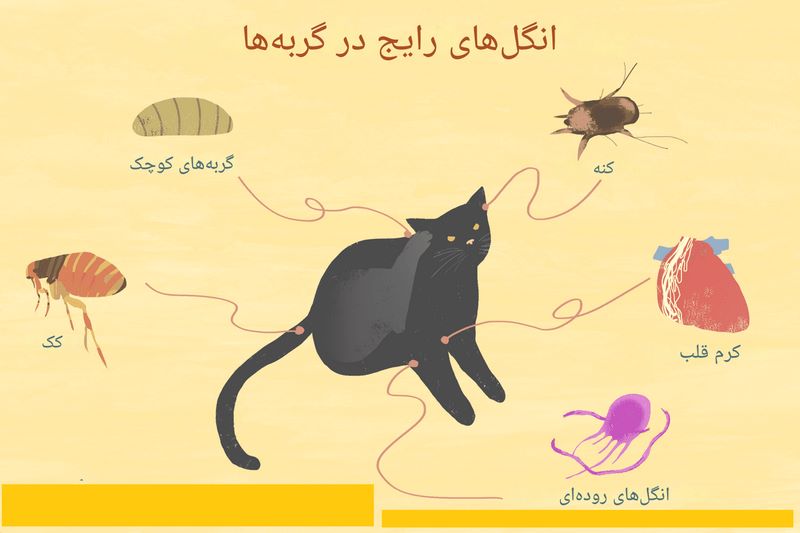 انگل تراپی گربه; پیشگیری و درمان بیماری های انگلی گربه
