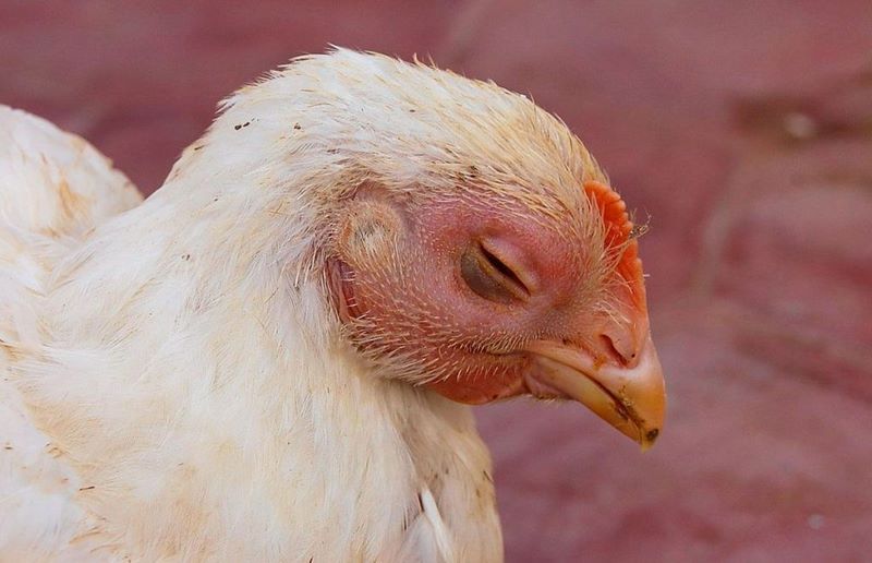 علت بی حالی مرغ; تشخیص علت و درمان مرغ بی حال