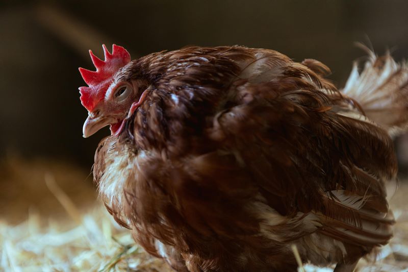 علت بی حالی مرغ; تشخیص علت و درمان مرغ بی حال