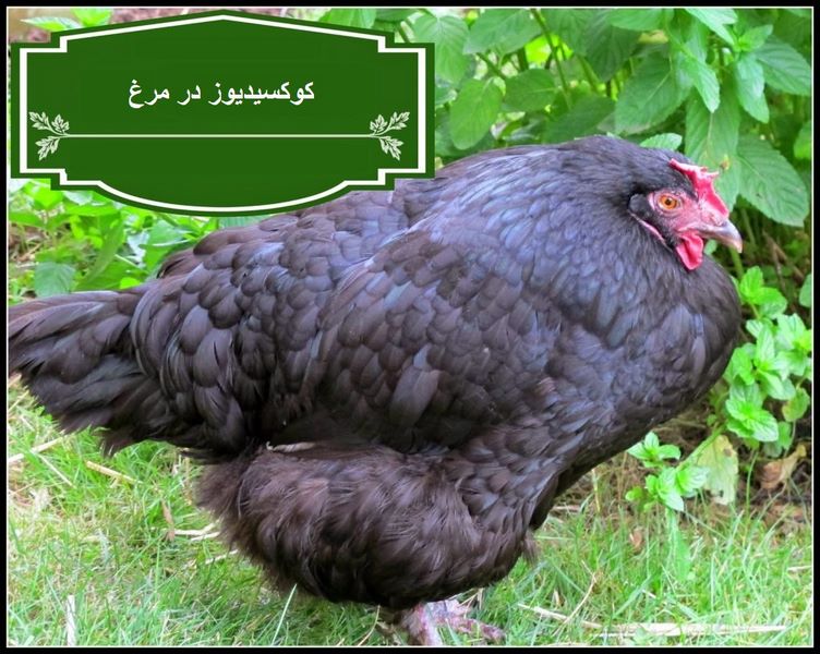 انواع واکسن های ضدکوکسیدیوز؛ فواید و مضرات آن‌ها