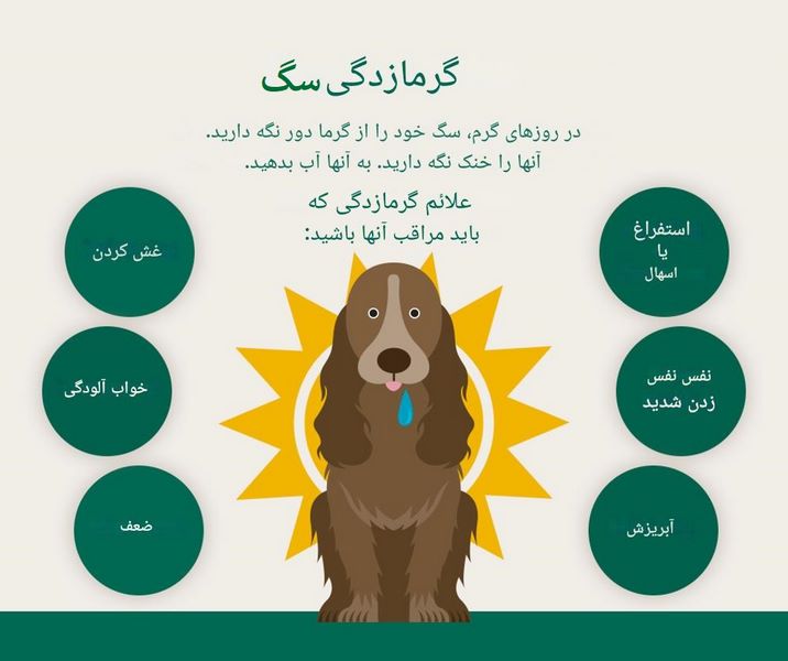 گرمازدگی سگ: علل، علائم و درمان استرس گرمایی