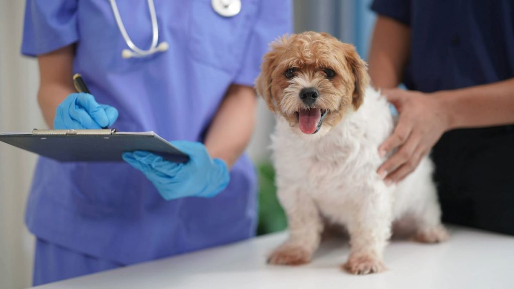 گرمازدگی سگ: علل، علائم و درمان استرس گرمایی