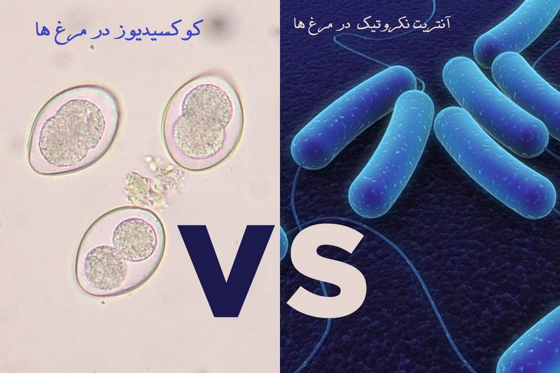 درمان کوکسیدیوز; درمان انتریت ناشی از کوکسیدیوز مرغ ها