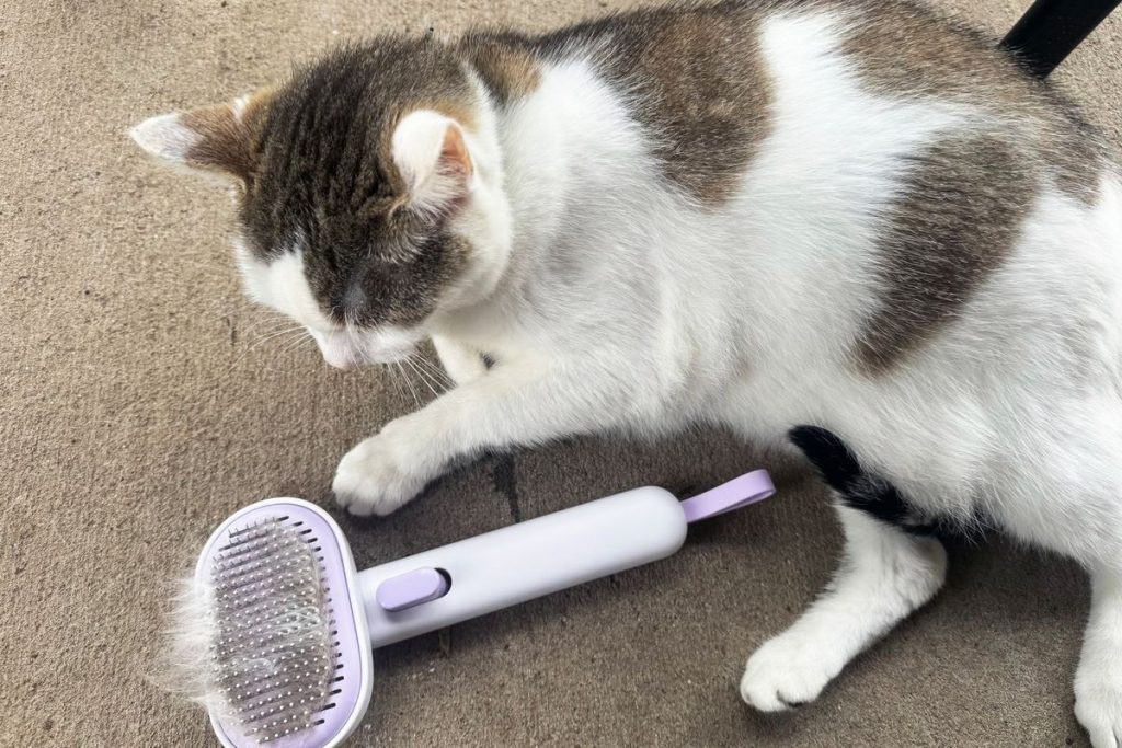 دلایل ریزش موی گربه و راهکار ها