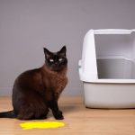 ادرار گربه خارج خاک; دلایل و راهکارها