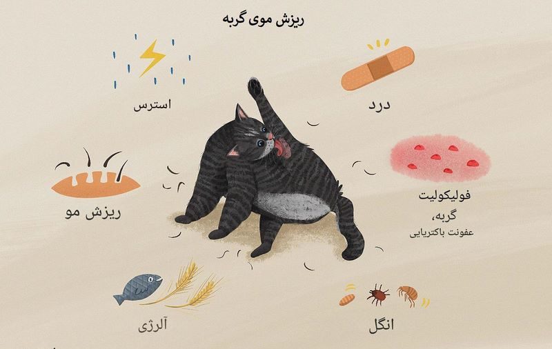 دلایل ریزش موی گربه و راهکار ها
