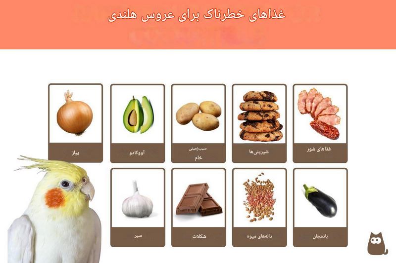 نگهداری عروس هلندی; راهنمای کامل + سوالات متداول