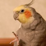 نگهداری عروس هلندی; راهنمای کامل + سوالات متداول