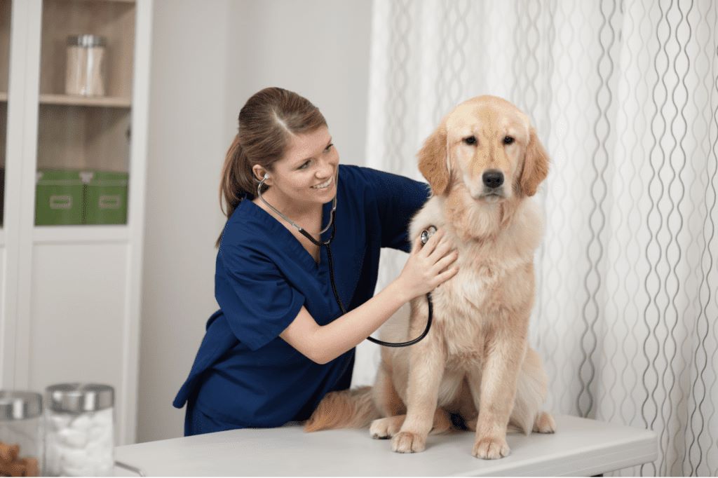 بیماری های خودایمنی سگ: راهنمایی جامع