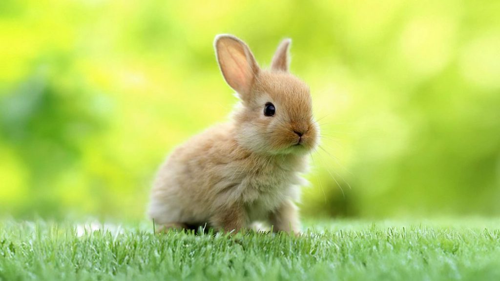 علت و درمان اسهال خرگوش