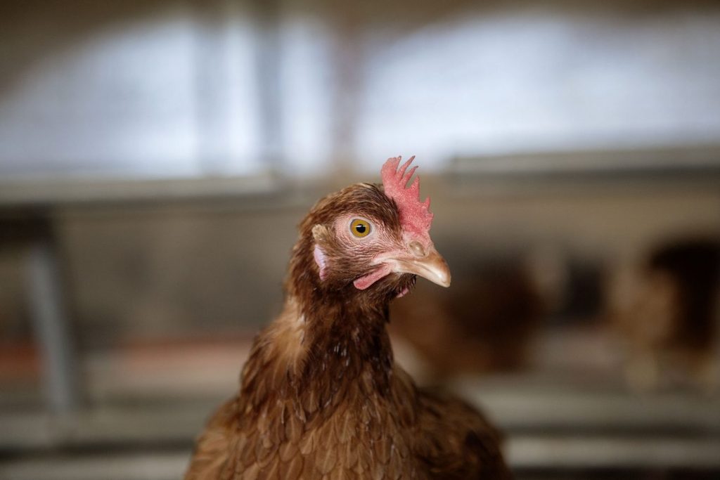 مقاومت آنتی بیوتیکی و بیماری های تنفسی طیور