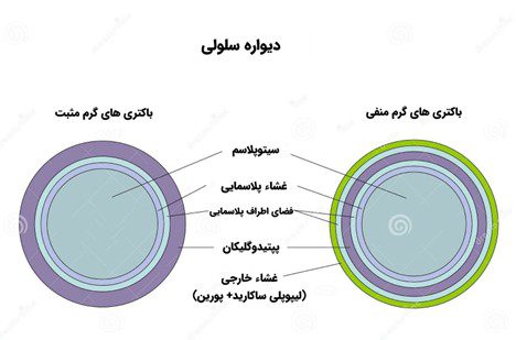 مقاومت آنتی بیوتیکی در بیماری های گوارشی طیور