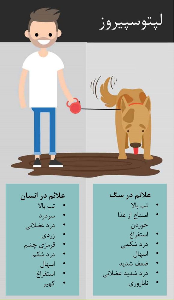 عفونت کبد سگ; لپتوسپیروز و درمان آن