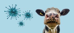 شیوع گسترده سویه جدید تب برفکی (FMD) در ایران