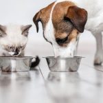 حساسیت تغذیه ای حیوانات خانگی، علائم و راه حل ها