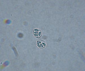 مرور کلی بر کوکسیدیوز در بوقلمون و ضد کوکسیدیوز موثر