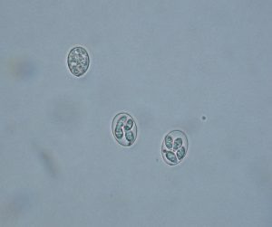 مرور کلی بر کوکسیدیوز در بوقلمون و ضد کوکسیدیوز موثر