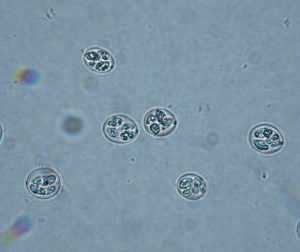 مرور کلی بر کوکسیدیوز در بوقلمون و ضد کوکسیدیوز موثر