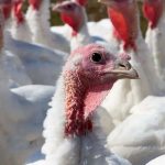 مرور کلی بر کوکسیدیوز در بوقلمون و ضد کوکسیدیوز موثر