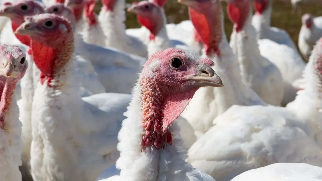 مرور کلی بر کوکسیدیوز در بوقلمون و ضد کوکسیدیوز موثر