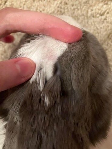 علت و درمان ریزش مو خرگوش