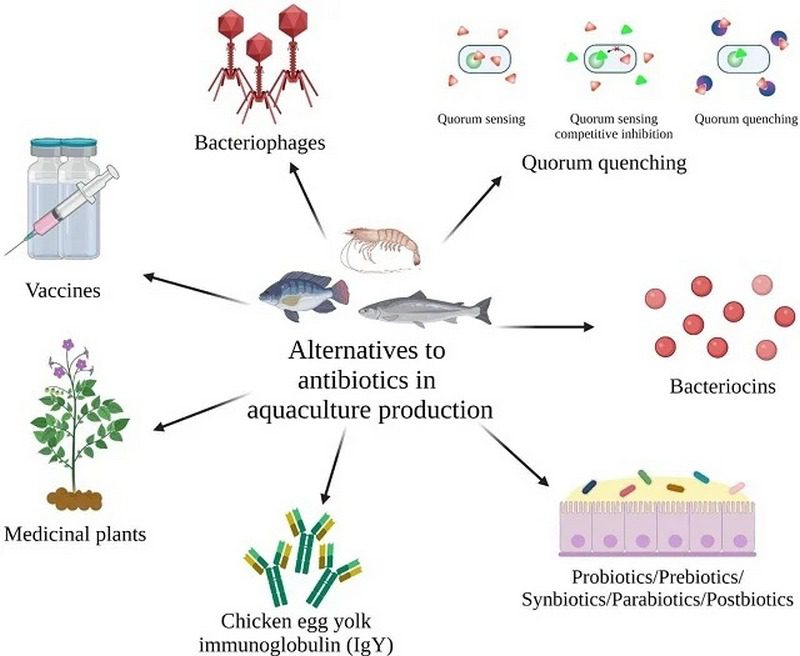 مقاومت ضدمیکروبی (AMR) در صنعت آبزیان پرورشی
