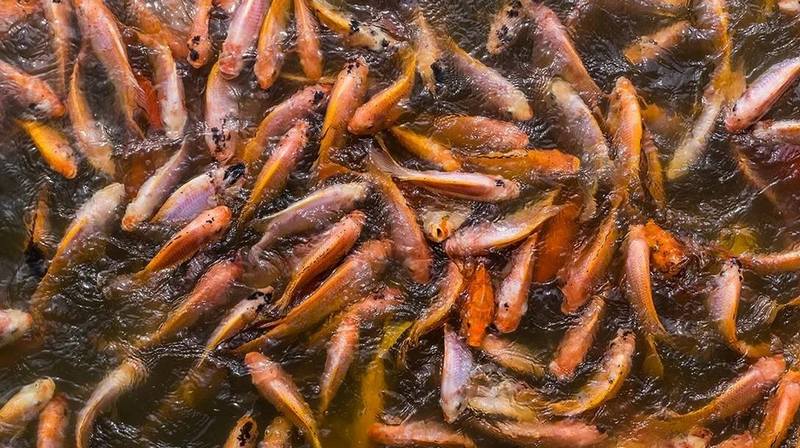 مقاومت ضدمیکروبی (AMR) در صنعت آبزیان پرورشی