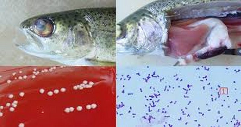 بیماری های شایع باکتریایی در پرورش ماهی