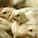 ارتباط کوکسیدیوز و میزان آمونیاک سالن در طیور گوشتی